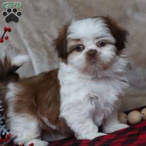 Jolly, Shih Tzu Puppy